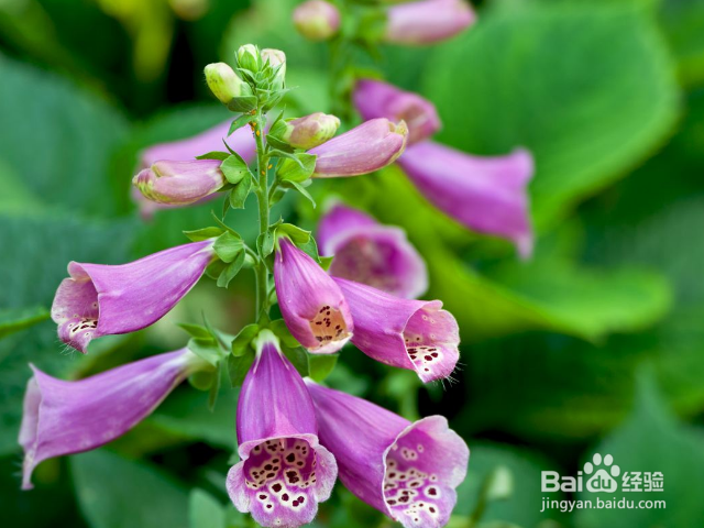 毛地黄的养殖技巧是什么？