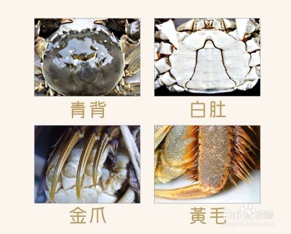 怎么分辨市场上的真假阳澄湖大闸蟹