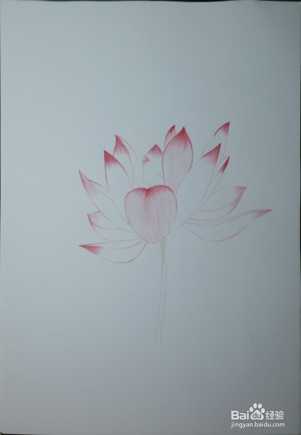 第一次画彩铅——荷花