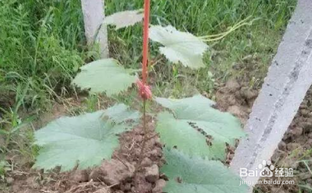 新栽的葡萄苗第一年怎么管理