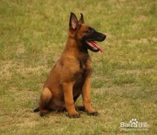 怎么分辨小狼狗和土狗