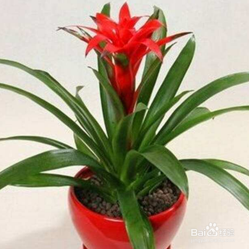 红运当头花的养殖方法和养殖技巧