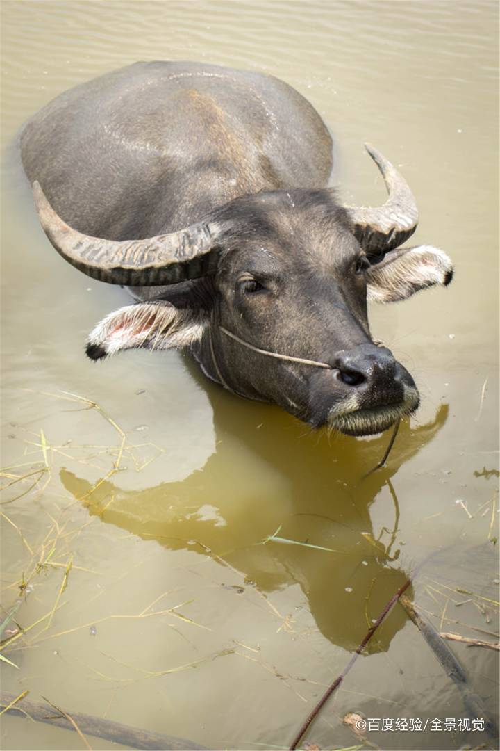 牛的年龄鉴别方法