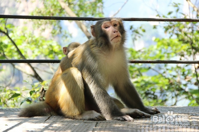 来张家界旅游的应该做什么样的计划安排?