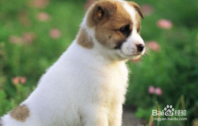 狗狗发出呜呜的声音怎么处理