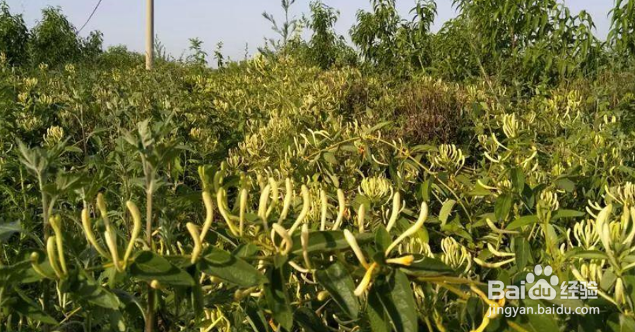 金银花为什么要蒸制