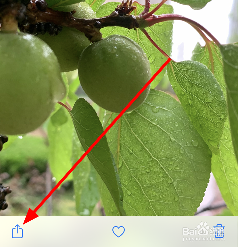 苹果/iphone11中怎么给照片重命名