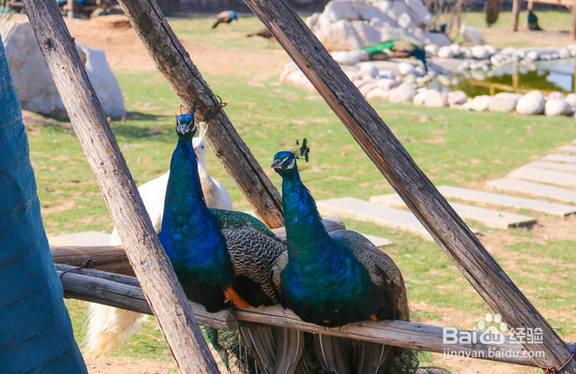 司徒小镇 2日游怎么安排