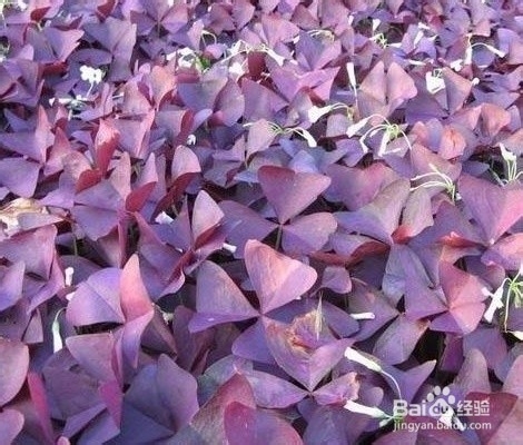 酢浆草的养殖方法