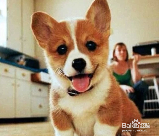 我们爱的狗狗图