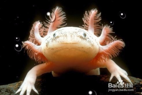 恐龙鱼应该如何饲养