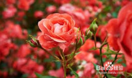 月季黄叶黑斑怎么处理