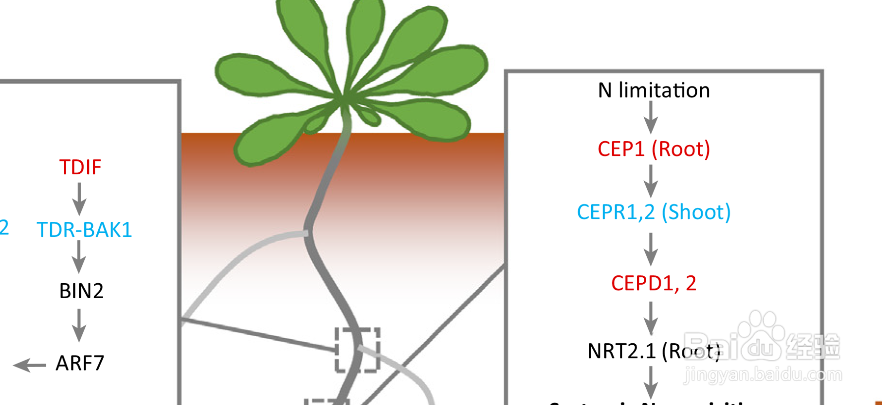 如何从pdf文件中导出高质量图片