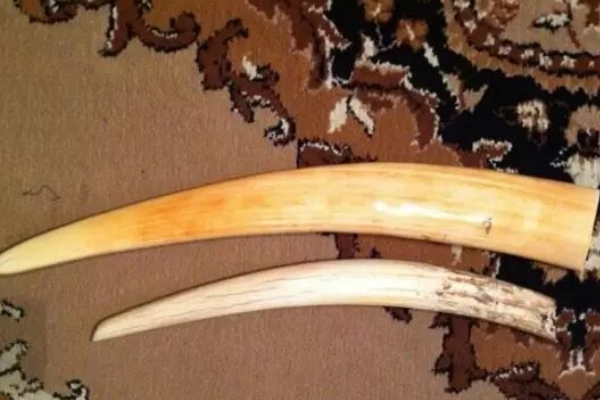 象牙为什么横草不过