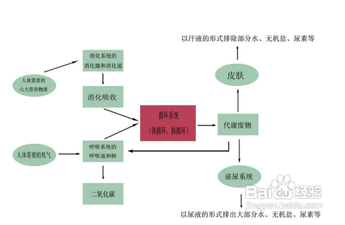运动后肌肉酸痛怎么办
