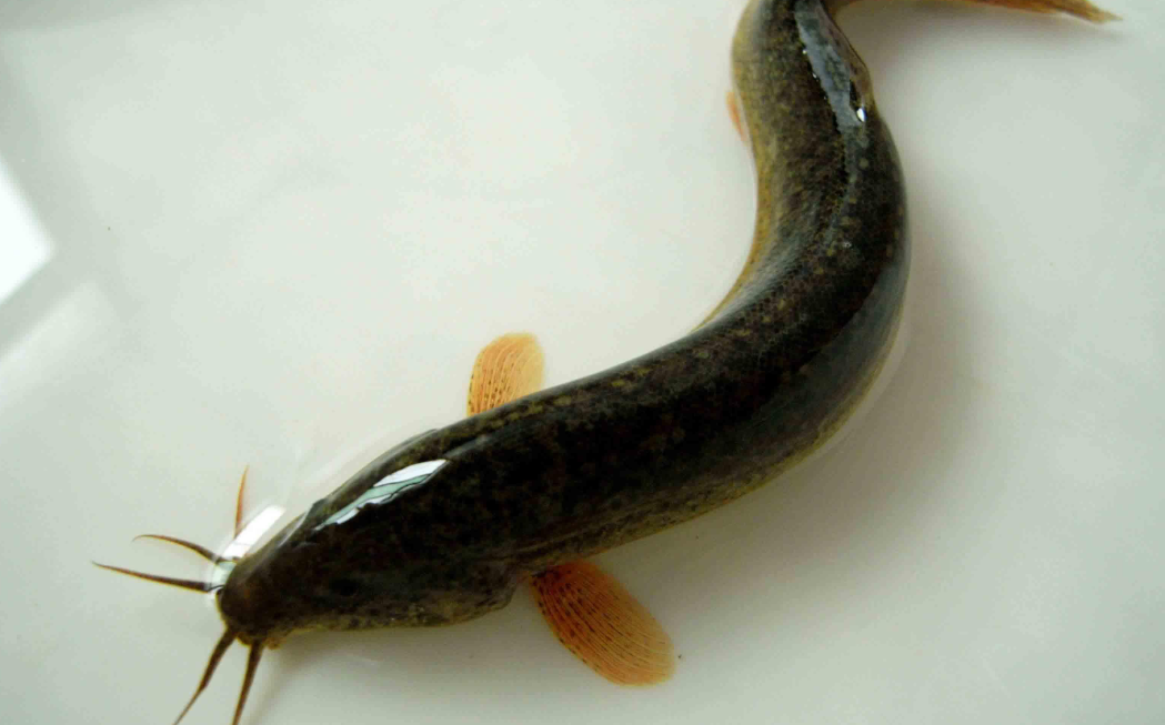 泥鳅是鱼吗