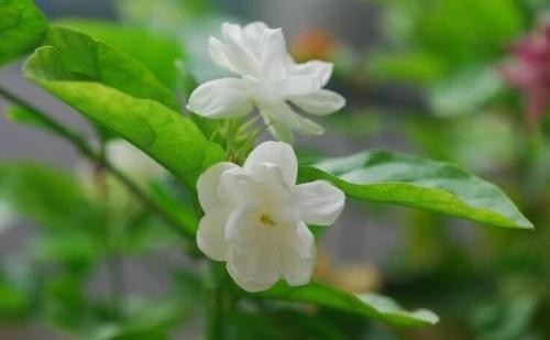 茉莉花的花瓣颜色、形状是什么花的气味、大小怎样雄蕊、雌蕊、花萼的数目分别是多少