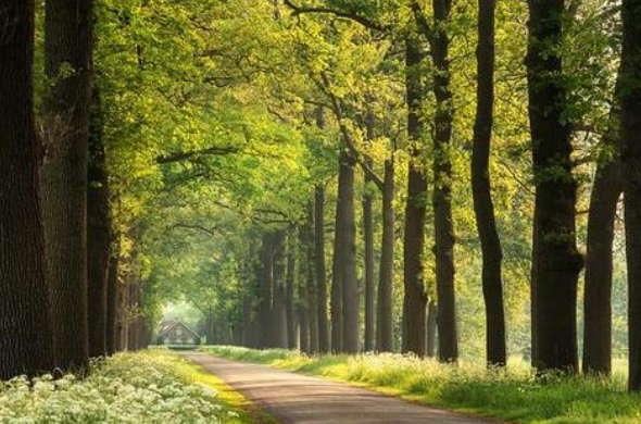 当狂风吹起整座森林都激 动起来合奏出一首雄伟的乐曲缩句