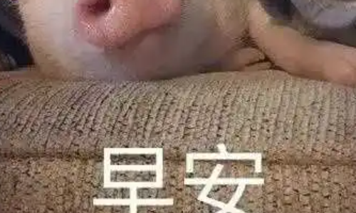 有没有什么早安晚安的表情包