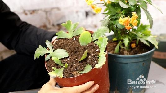 长寿花怎么样扦插呢?