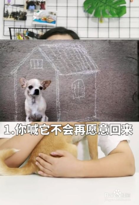 虐待狗狗的后果 百度经验 虐待狗狗的后果 百度经验