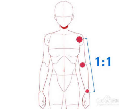 人体绘画中人物手臂怎么画?