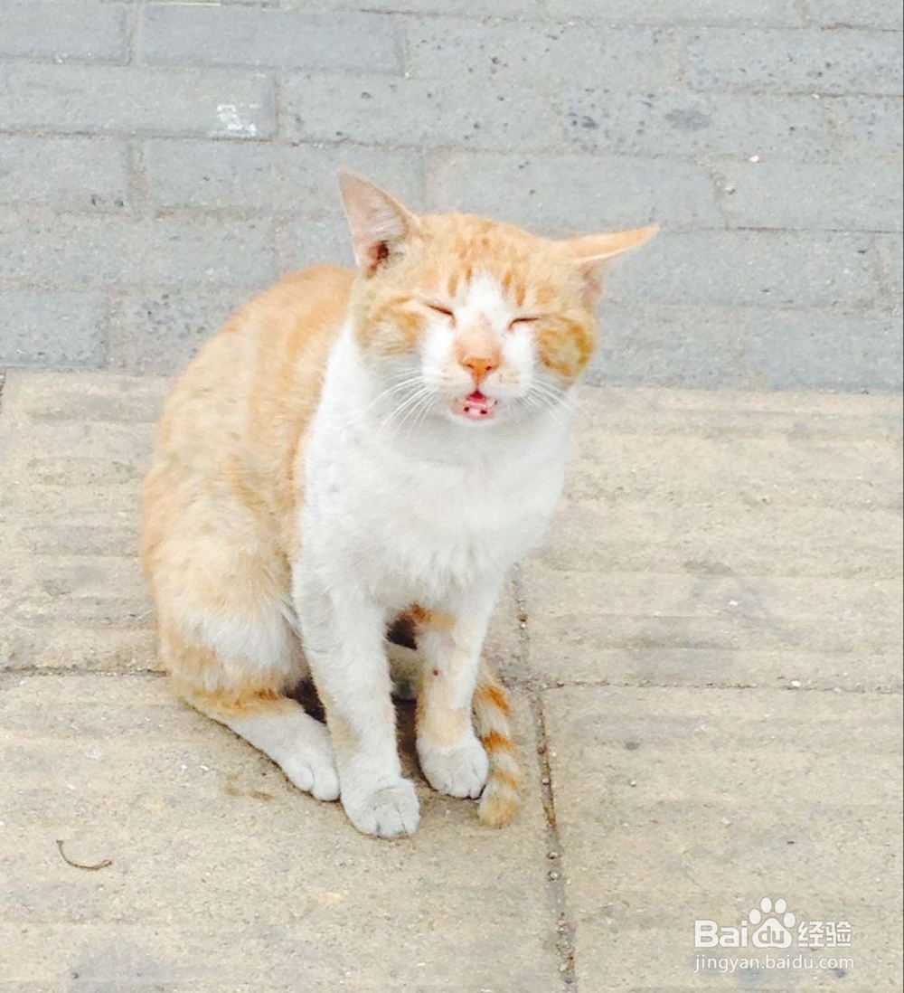 夏季养猫应该注意什么问题？