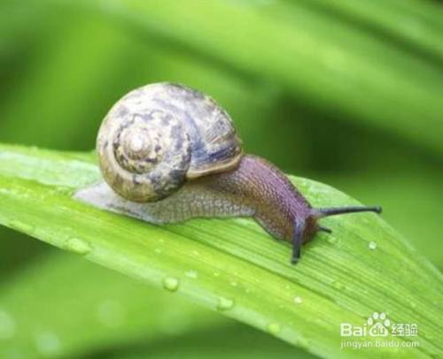 蜗牛吃什么怎么养 百度经验