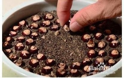 怎么做龙眼盆栽