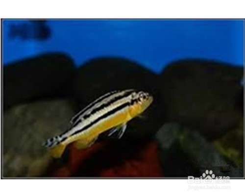 初学者一定要知道的观赏鱼非洲凤凰饲养方法