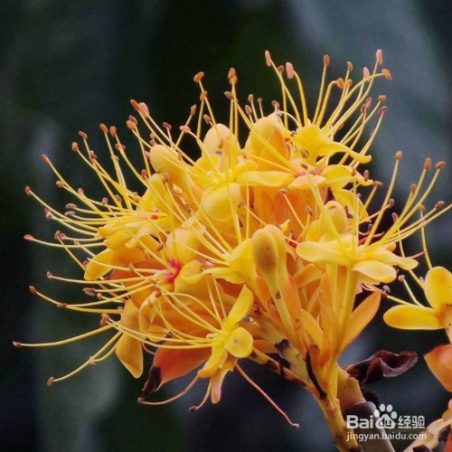 无忧花养殖时需要注意什么？