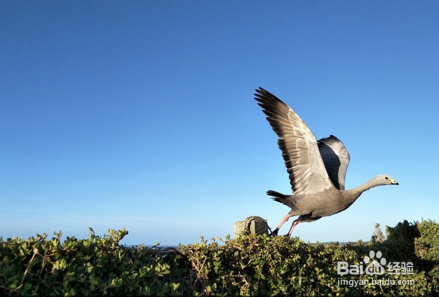 oppo拍照手机如何拍出好看的照片的经验分享
