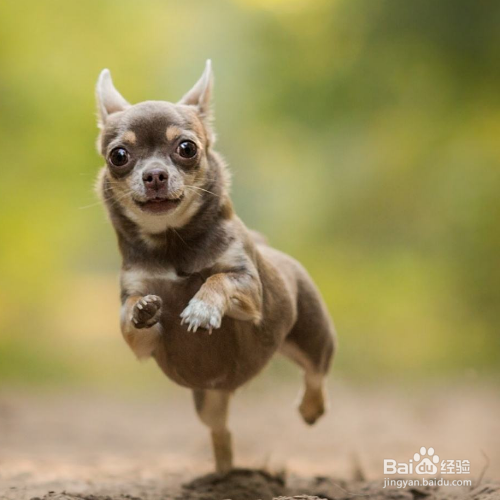 狗狗后腿发抖怎么办？