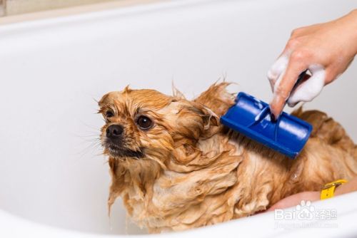 如何正确给宠物洗澡