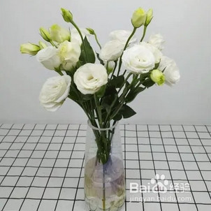 洋桔梗水养方法和注意事项