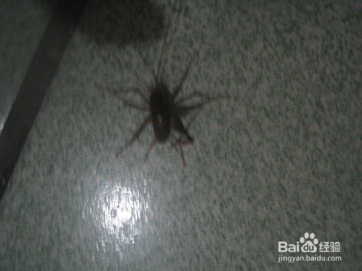 夜里在室内怎样给蟋蟀拍照