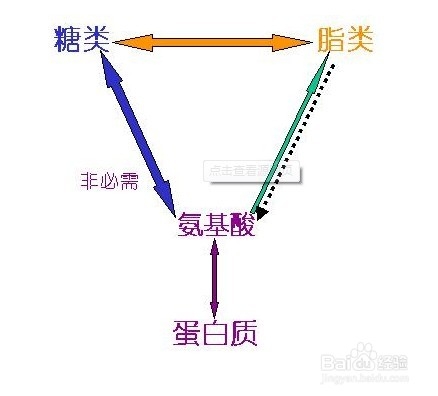 轻度脂肪肝饮食作息应注意注意事项