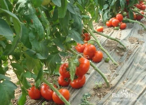 西红柿的种植管理如何浇水施肥