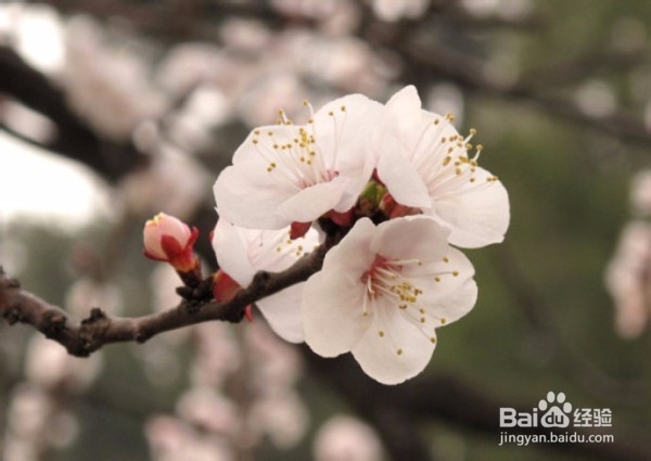 北京春天：赏花好去处