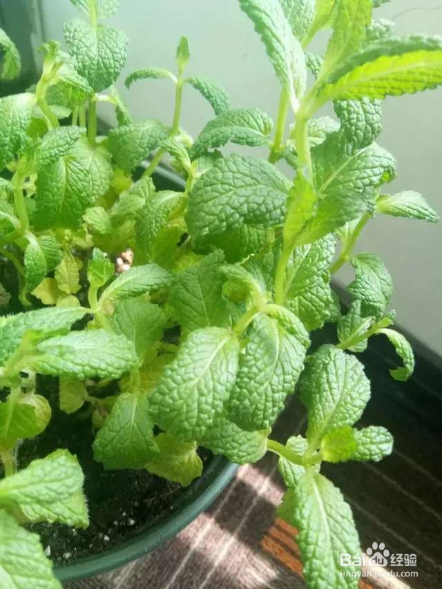 盆栽薄荷发黄还烂根？5招搞定