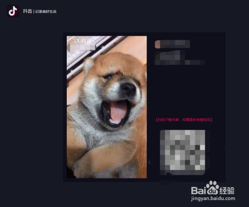怎么播放吸引狗狗的声音 百度经验