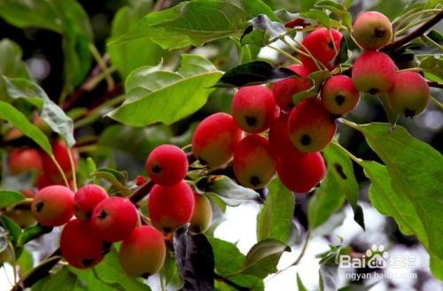 海棠果的作用及食用禁忌