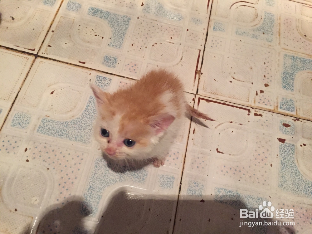 十几天的小猫不会吞咽怎么办