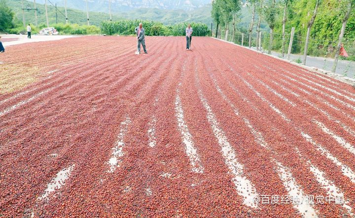 孕期、坐月子能吃酸枣吗