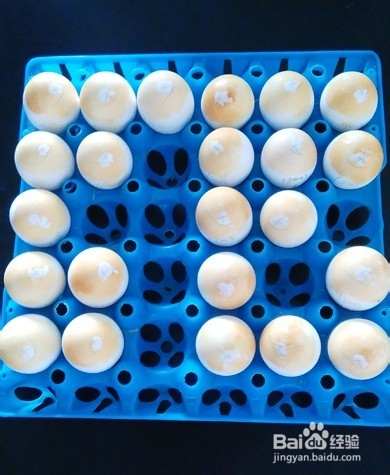 怎样收获鸡胚尿囊腔病毒