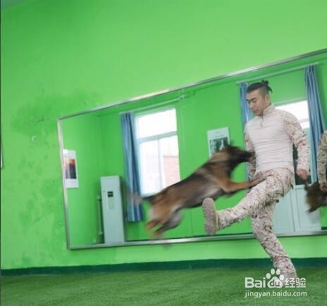 训犬师资格证怎么考