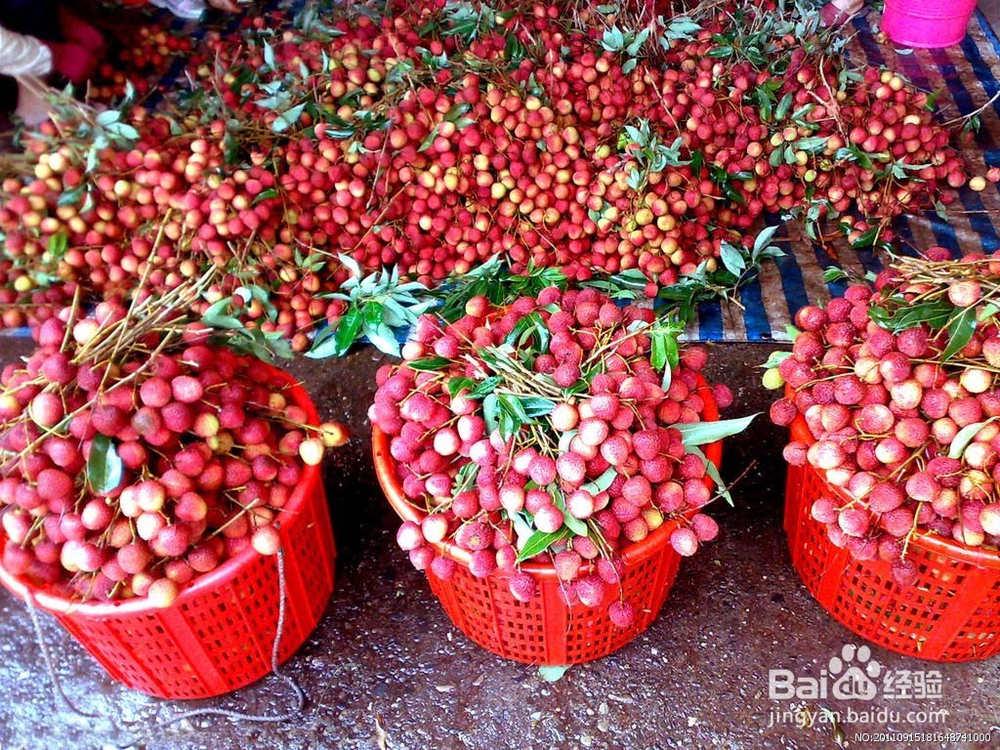 夏季食用水果科学方法