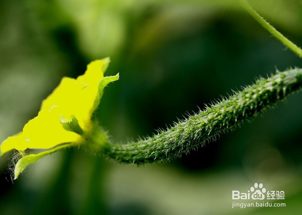 黄瓜白粉病的原因及防治方法