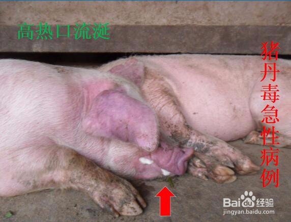 猪丹毒诊断要点及防治