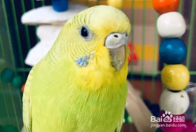 怎样才能看出虎皮鹦鹉恋爱了